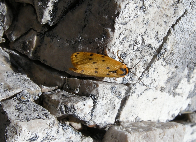 Farfalle dal Gran Sasso